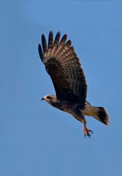 Florida snail kite Stock Photos