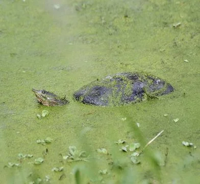 Florida Soft Shell Turtle Florida Soft Shell Turtle In The Swamp Copyright... Stock Photos