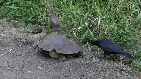 Florida softshell turtle and crow Stock Footage 73754035
