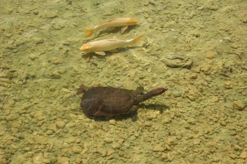 A Florida softshell turtle and koi fishes swimming 写真素材