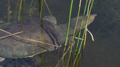 Florida softshell turtle (Apalone ferox) swimming through wetlands Stock Footage 154698042