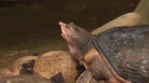 Florida Softshell Turtle (Apalone Ferox) Native To The USA Stock Footage 234262058