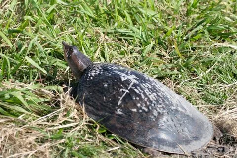 Florida softshell turtle, apalone ferox 写真素材