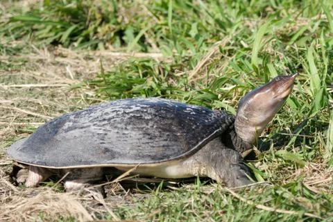 Florida softshell turtle, apalone ferox 写真素材