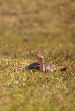 Florida softshell turtle Apalone ferox up on the grass 写真素材