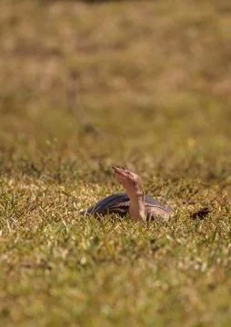 Florida softshell turtle Apalone ferox up on the grass 写真素材