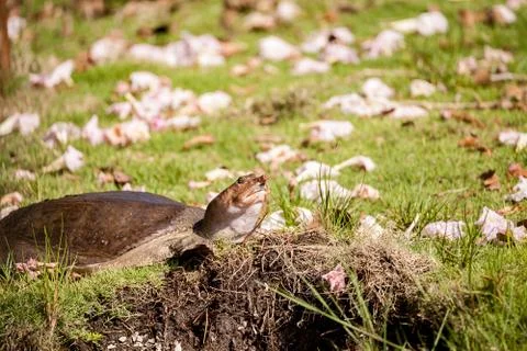 Florida softshell turtle Apalone ferox up on the grass 写真素材