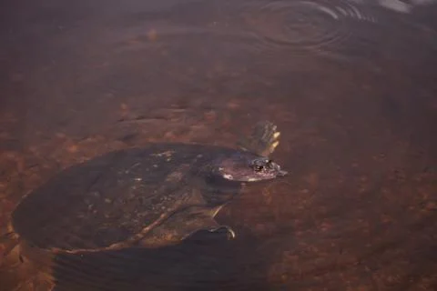 Florida softshell turtle Apalone ferox 写真素材