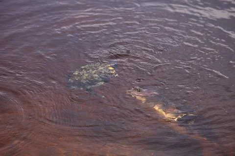 Florida softshell turtle Apalone ferox 写真素材