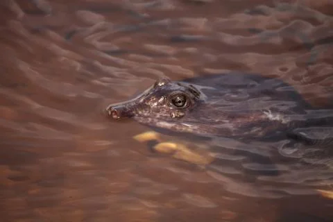 Florida softshell turtle Apalone ferox 写真素材