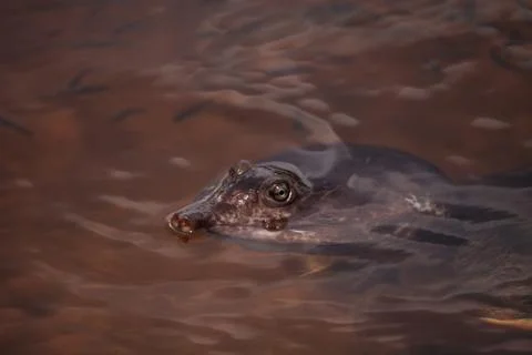 Florida softshell turtle Apalone ferox Stock Photos