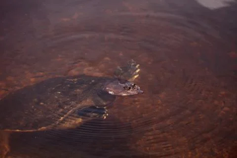 Florida softshell turtle Apalone ferox 写真素材