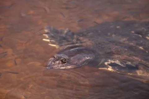 Florida softshell turtle Apalone ferox 写真素材