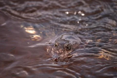 Florida softshell turtle Apalone ferox 写真素材