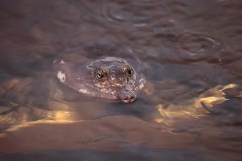 Florida softshell turtle Apalone ferox 写真素材