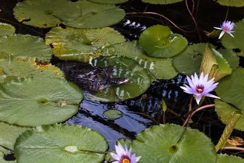 Florida softshell turtle Apalone ferox perches on a lily pad 写真素材