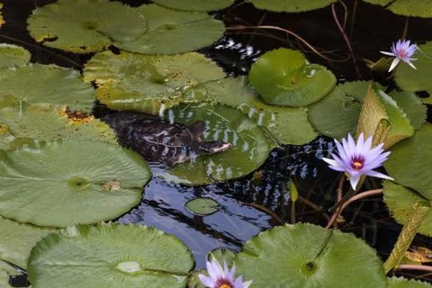Florida softshell turtle Apalone ferox perches on a lily pad 写真素材