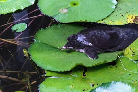 Florida softshell turtle Apalone ferox perches on a lily pad 写真素材