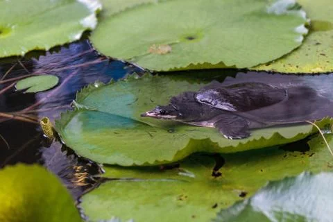 Florida softshell turtle Apalone ferox perches on a lily pad 写真素材