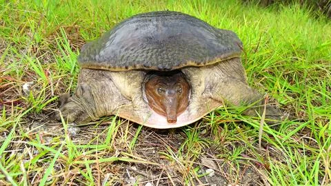 Florida softshell turtle, Apalone ferox. Native to the Southeastern United .. 写真素材