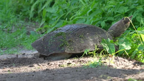 Florida Softshell Turtle burying eggs and walking away 動画素材 169126973