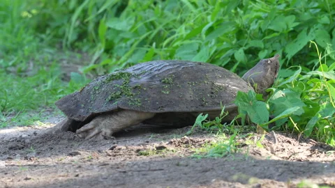 Florida Softshell Turtle burying eggs Stock Footage 169126988