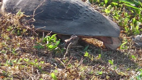 Florida softshell turtle close up Stock Footage 96250750