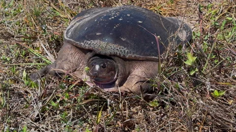 FLORIDA SOFTSHELL TURTLE CLOSE UP Stock Footage 289908502
