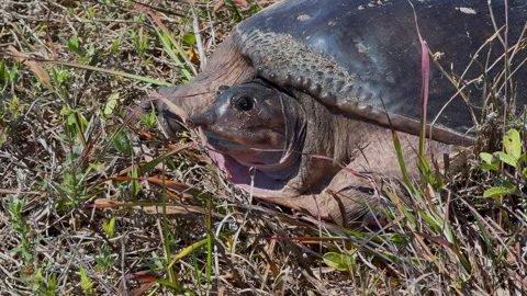 FLORIDA SOFTSHELL TURTLE CLOSE SHOT Stock Footage 289910133