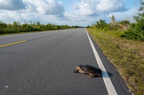 Florida Softshell Turtle crossing Main Park Road in Everglades National Park. Stock Photos