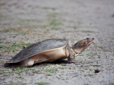 Florida Softshell Turtle digging a hole to lay its eggs 写真素材