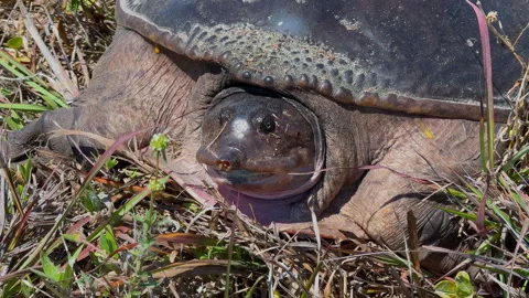 FLORIDA SOFTSHELL TURTLE EXTREME CLOSE SHOT Video stock 289910418