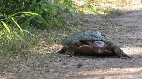 Florida Softshell Turtle 스톡 동영상 73792552