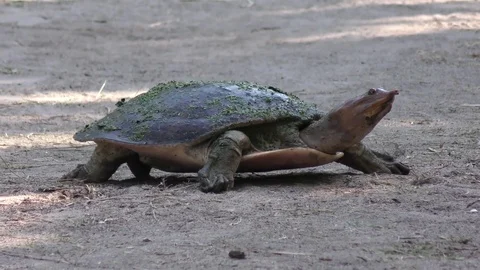 Florida Softshell Turtle Stock Footage 73792927