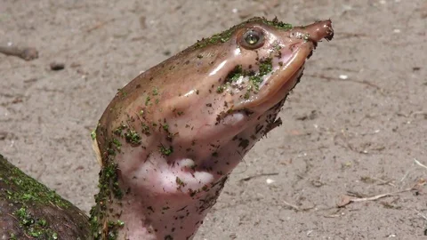 Florida Softshell Turtle 스톡 동영상 74909104
