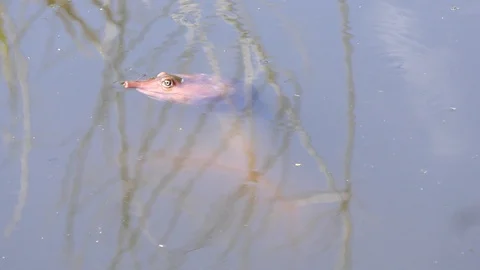 Florida Softshell Turtle Stock Footage 87960237