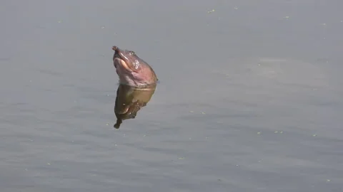 Florida softshell turtle Stock-Footage 149920332