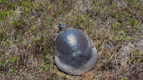 FLORIDA SOFTSHELL TURTLE Stock Footage 289909427