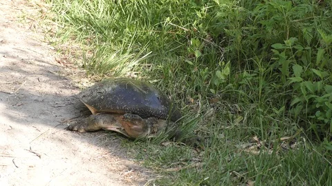  Florida Softshell Turtle going to lay eggs Stock Footage 99995548