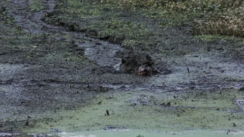 Florida Softshell Turtle going through the mud Stock Footage 74298963