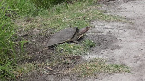 Florida Softshell Turtle laying Eggs Stock Footage 246663110