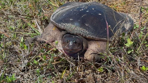 FLORIDA SOFTSHELL TURTLE MEDIUM SHOT Stock Footage 289910339