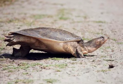 Florida Softshell Turtle 写真素材