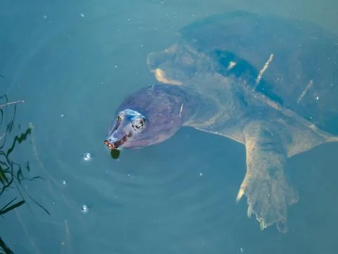 Florida Softshell Turtle Stock Photos