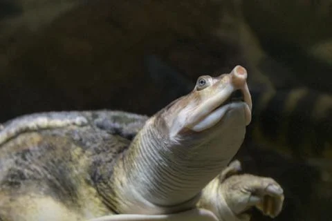 Florida softshell turtle. Portrait. Close up Stock Photos