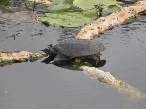 Florida softshell turtle sitting on a floating tree trunk in the water by floati 写真素材