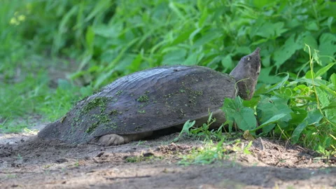 Florida Softshell Turtle sitting on nest and laying eggs Stock Footage 169126543
