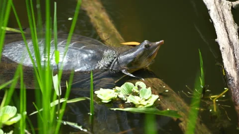 Florida Softshell Turtle in swamp Vídeos de archivo 276675116