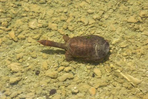 Florida Softshell turtle  swimming in clear water Stock Photos