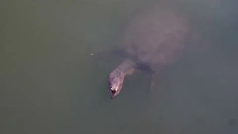 Florida softshell turtle swimming in lake Stock Footage 233300596